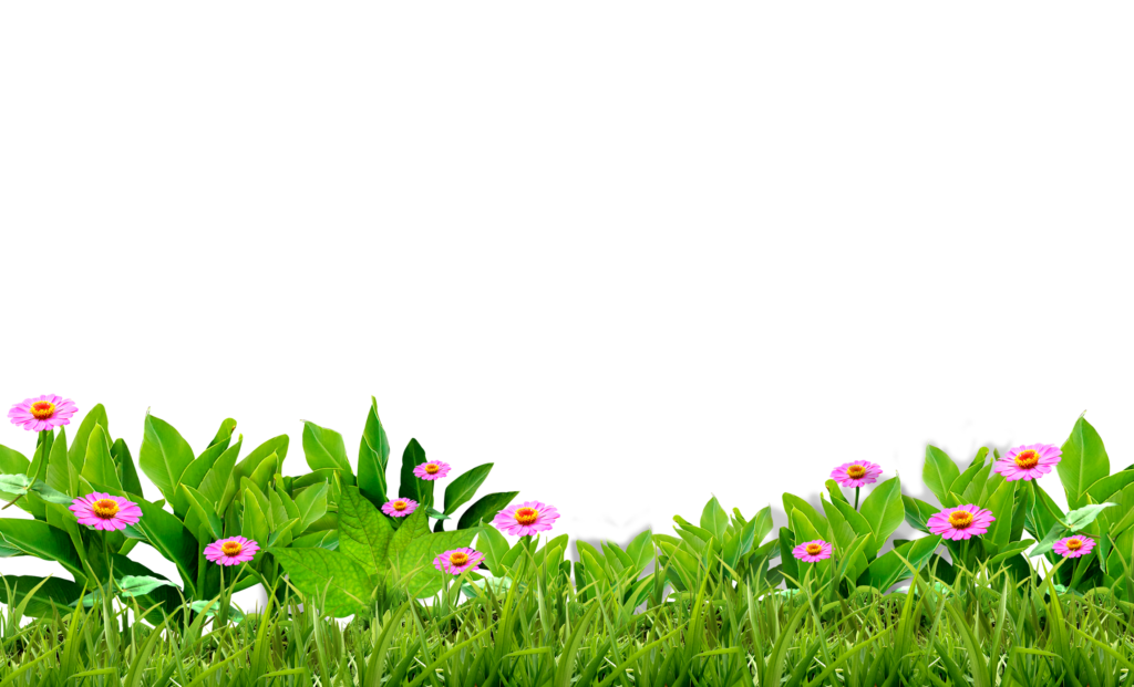 Grass