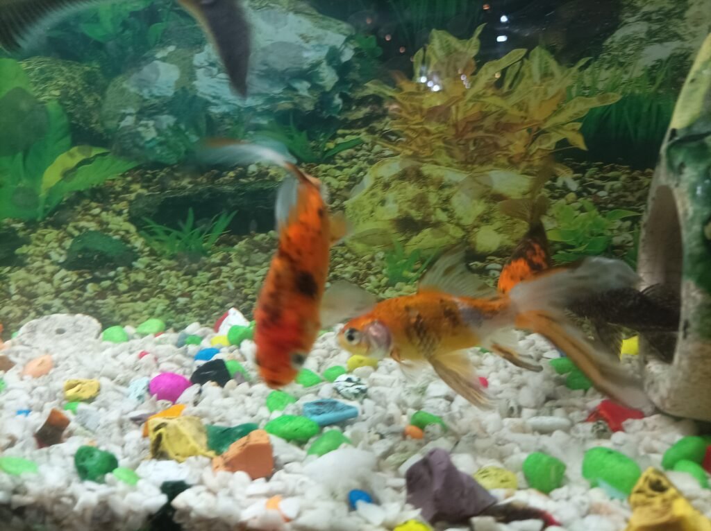 Shubunkin Goldfish Eat Varanasi Best Varanasi Best Images Free Downloads