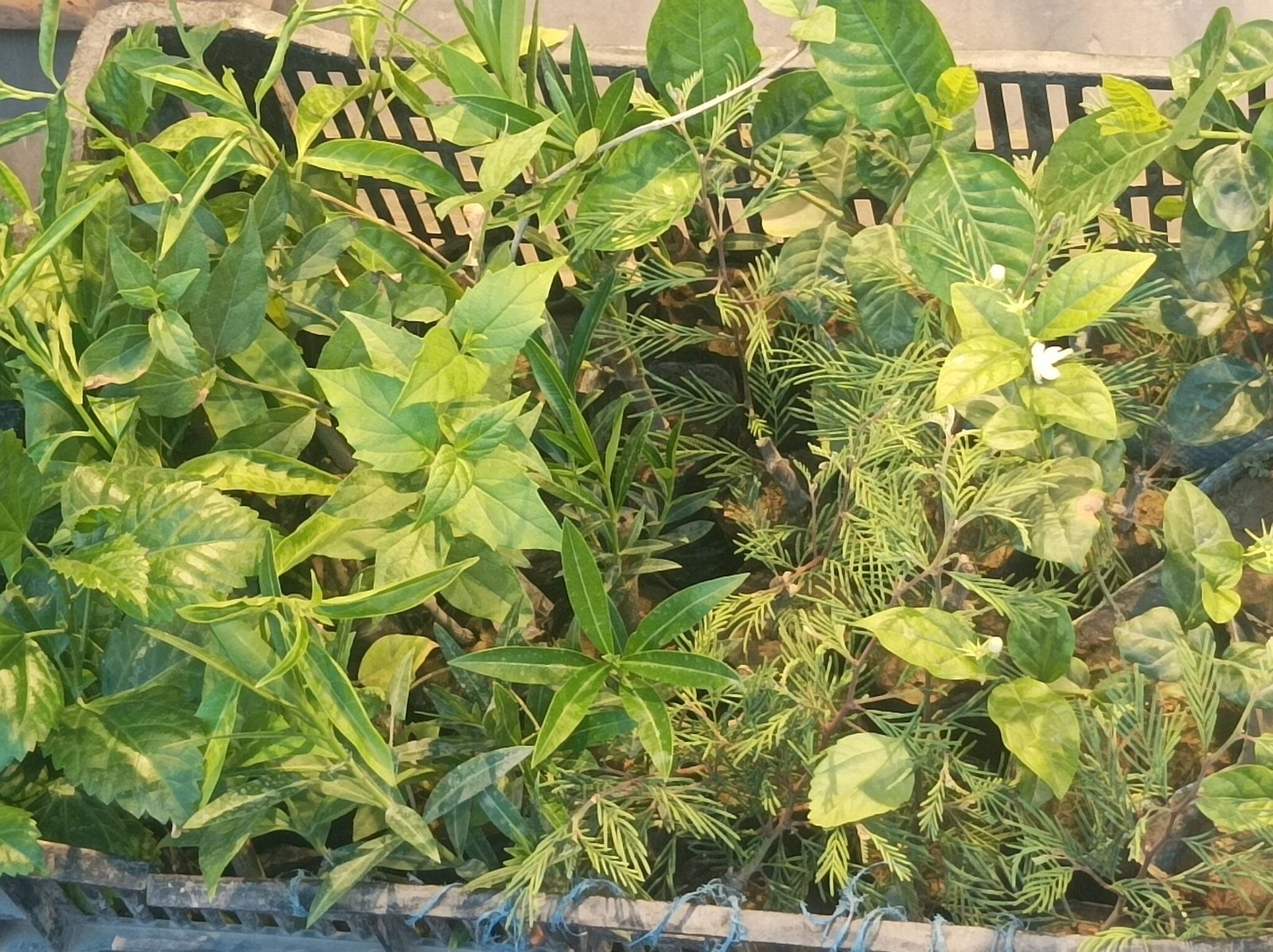 Green Plants Image Varanasi Best Varanasi Best Images Free Downloads