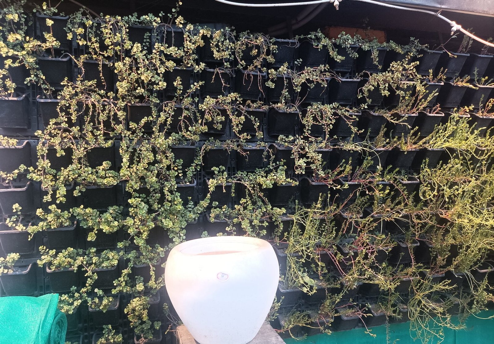 Plant Shops Image Varanasi Best Varanasi Best Images Free Downloads