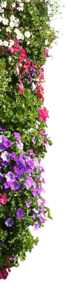 Side Flower of Scenary