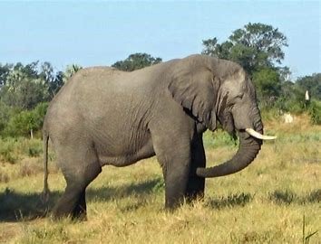 elephant