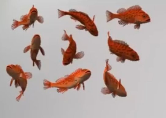 fish ()