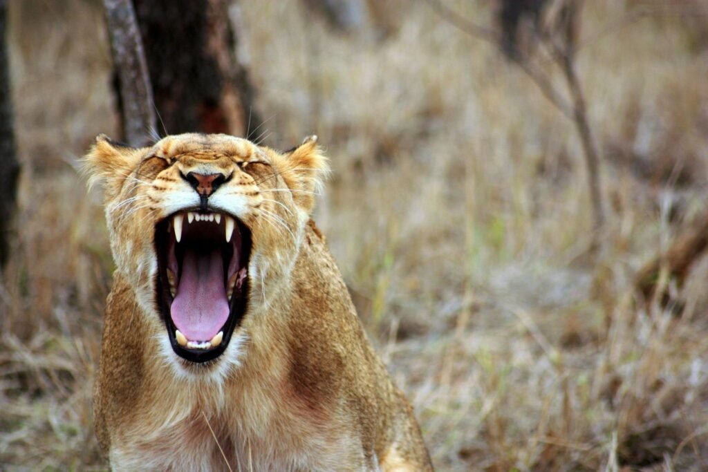 lion