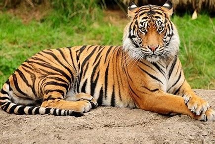 tiger